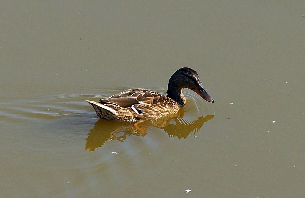 femmina di Germano reale (Anas platyrhynchos)